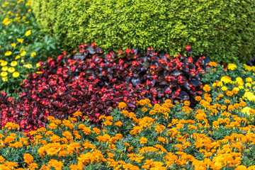 Red and Orange Flower Bed