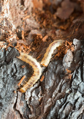 Pytho depressus larva on burnt pine wood