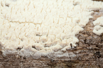 Antrodia xantha growing on pine wood