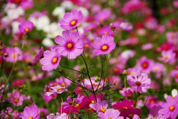 昭和記念公園のコスモス