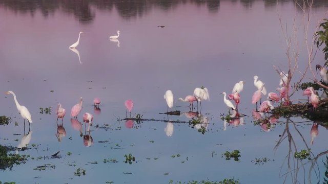 Roseate Spoonbills and egrets at sunset in a lake
