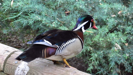 duck, bird, animal, nature