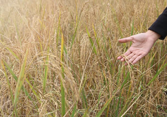 Farmer hand touching young rice in the paddy field background with vintage filter. soft focus