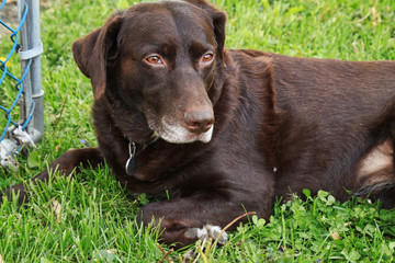 Beautiful chocolate labrador enjoying the green grass in backyard garden during spring season