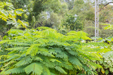 Acacia pennata in garden