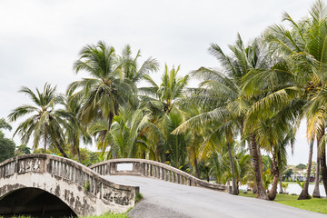 coconut tree with cement bridge