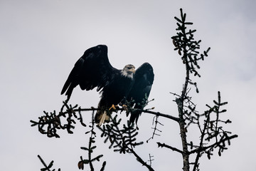 Bald Eagle readying for flight