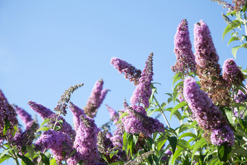 purple flowers on a background of blue sky