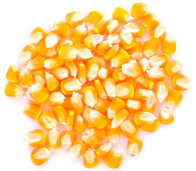 Corn seed on a white background
