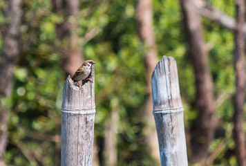 little sparrow in Wood horn