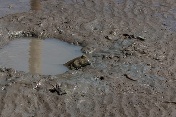 fish in mud