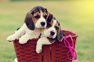 Cute young Beagles in garden