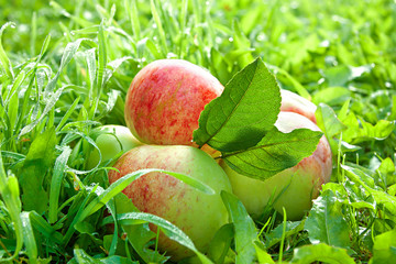 Fruit ripe, red, juicy apples lie on a green grass