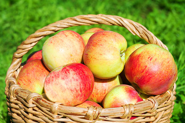 harvest of apples in an autumn orchard.