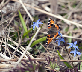 Small tortoiseshell