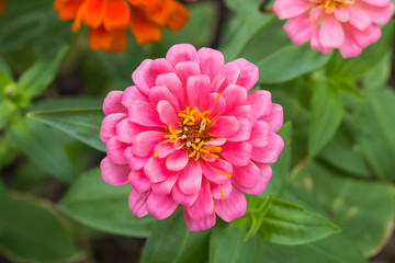 flower in garden