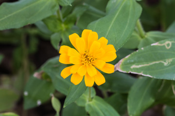 flower in garden