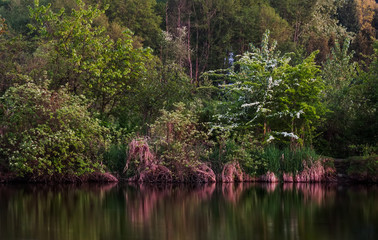 Fototapeta premium Foliage Reflecting in Water.