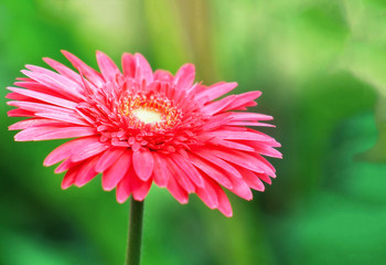 Obraz premium A bouquet of pink gerbera flower close up view in garden