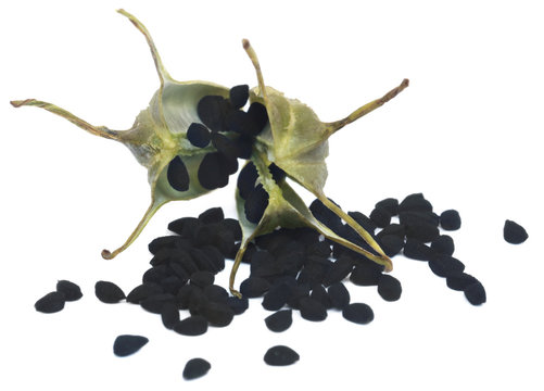 Nigella seeds from pod