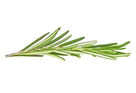 Twig of rosemary on a white background, close up