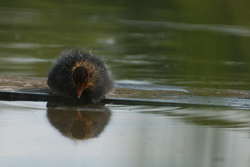 coot on raft
