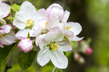 a flower apple