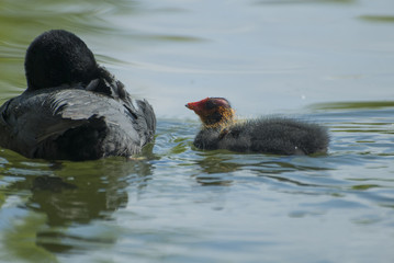 Little coot