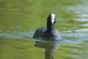 Coot