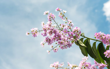 Lagerstroemia speciosa flower.Purple flowers and green leaf.flower against blue sky.
