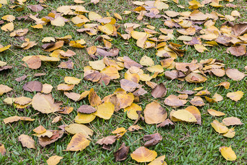 many leaf on floor