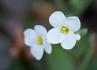White Flower with a blurry background