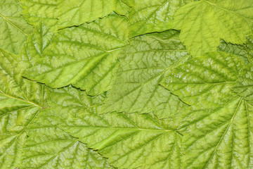 Background of green leaves. Pattern of currant leaves.