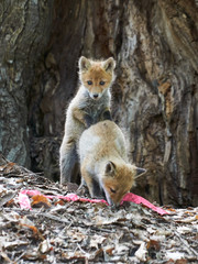 じゃれ合うキタキツネの赤ちゃん