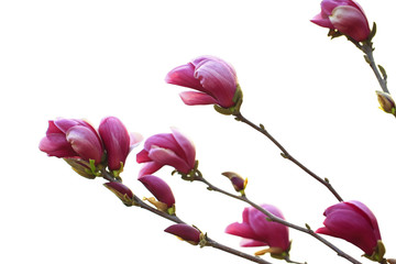 Fototapeta premium Magnolia flower