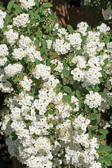 Spierstrauch, Spiraea