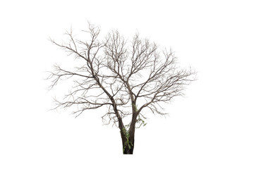 Dead hollow  tree isolated on white background