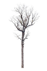 Fototapeta premium Dead hollow tree isolated on white background