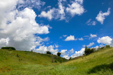 Sunny summer landscape
