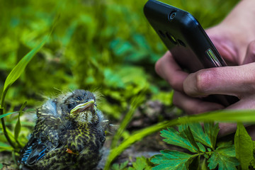 Photograph the bird nestling