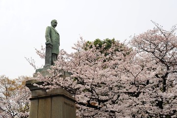 千鳥ヶ淵の桜