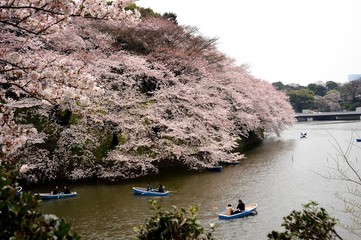 千鳥ヶ淵の桜