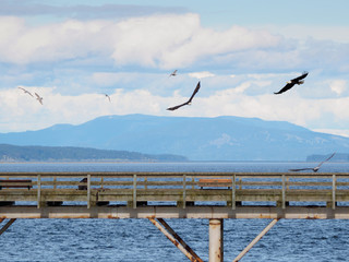 Two Bald Eagles fly over a fishing pier in search of fish