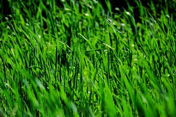 Vibrant Green Grass.