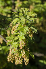 Redcurrant blossom on a branch with green leaves.