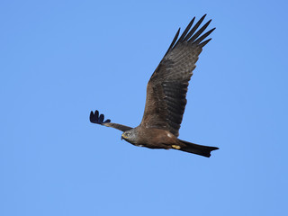 Black kite (Milvus migrans)