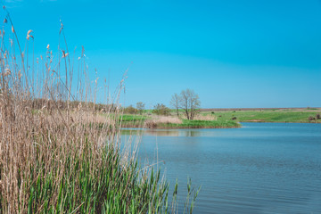 Озеро и камыш. Дикая природа Восточной Европы