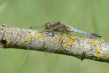 Libellula, Orthetrum cancellatum  maschio