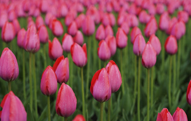 Fototapeta premium Kwiaty różowy tulipan. Pączek wiosennych kwiatów. Na niewyraźne tło bokeh Widok z boku. Zbliżenie. Do projektowania. Natura.