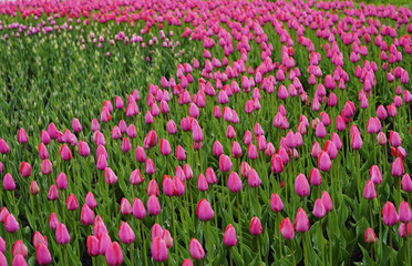 Flowers pink tulip. Bud  of a spring flowers.  Field of beautiful tulips.  Side view.   For design.  Nature.